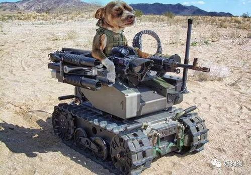 娱乐吃瓜汪星人,揭秘明星背后的故事